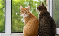 公猫和母猫怎么区分