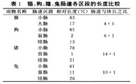 从犬猫的生理结构了解其消化特点