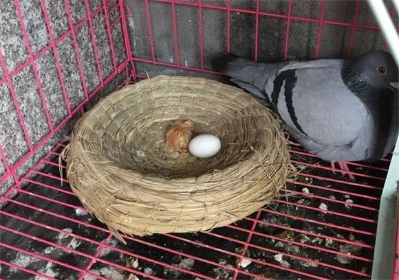 鸽子的成长过程 鸽子的成长过程