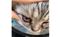 猫的眼睛流脓睁不开是怎么回事