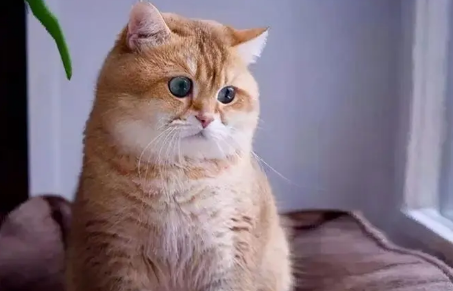 猫发腮和胖的区别