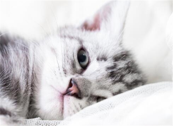 猫耳朵尖尖怎么趴下去了