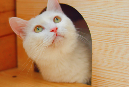 猫的视力好还是狗的视力好 猫的视力好还是狗的视力好