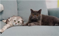 家养猫放养能生存下去嘛