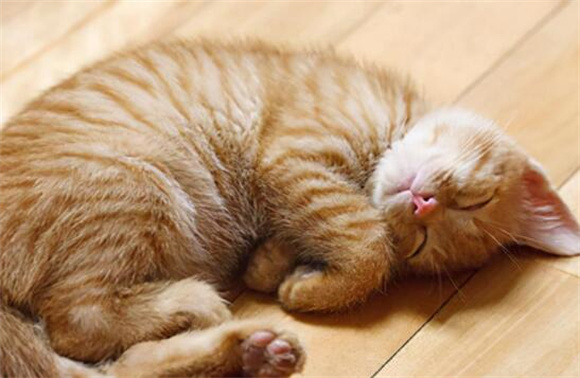 猫腹水肚子硬还是软 猫腹水肚子硬还是软