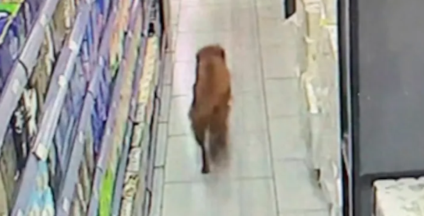 一只流浪狗走进超市，自卑得以为会被嫌弃，没想到被人围着夸可爱