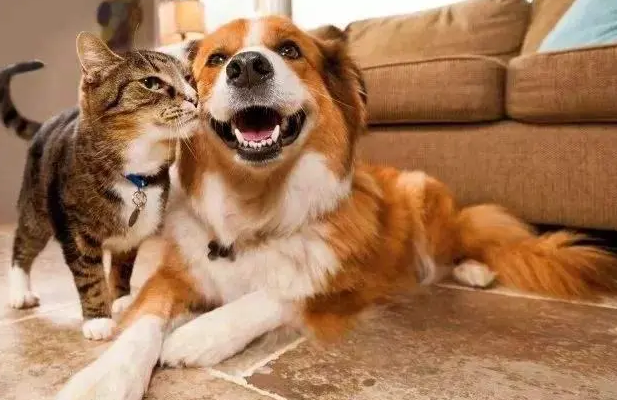 猫和狗喜欢什么味道