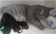 猫第一胎能生几只