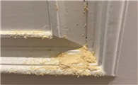 家庭装修怎样防白蚁