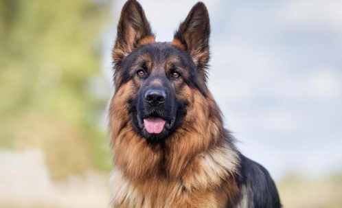 为什么养德国牧羊犬的人越来越少？