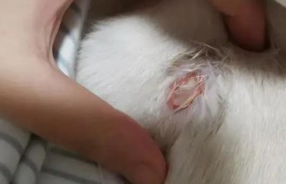 猫的伤口化脓成一个洞会死吗