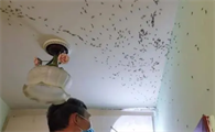 很多白蚁飞进房间怎么处理