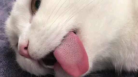 猫的舌头为什么有刺