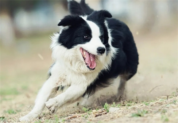 这6种狗狗，出了名的忠诚，养过都说好