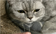 猫掉胡子正常吗