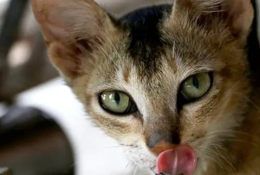 猫给主人舔头发是为什么