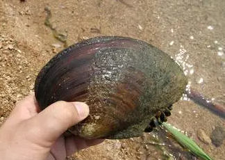 河蚌壳有什么用