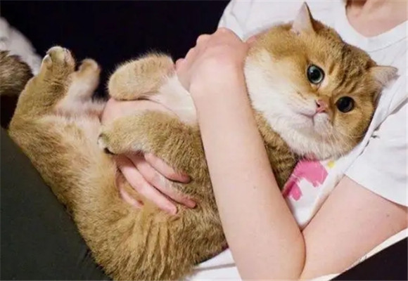 猫会把主人当成爱人吗