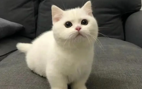 救了猫一命吉利吗