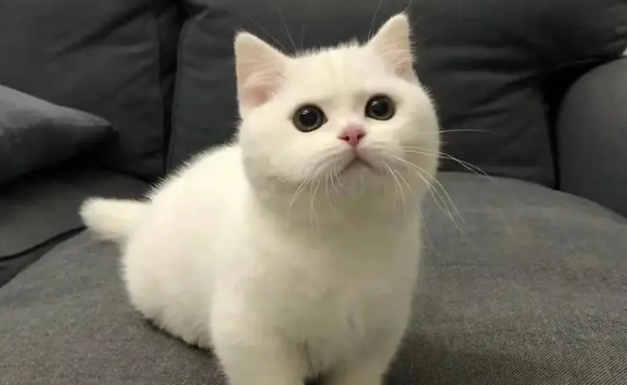 猫刚生了一窝又怀孕了