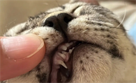 猫多大换牙