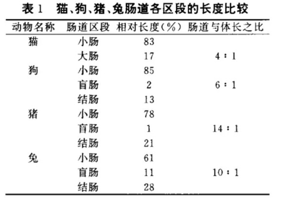 从犬猫的生理结构了解其消化特点