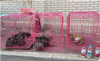居民楼里大量养猫合法吗
