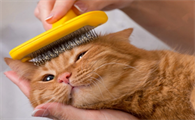 猫掉毛特别严重怎么办