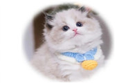 家里养猫好不好财运