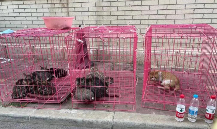 居民楼里大量养猫合法吗