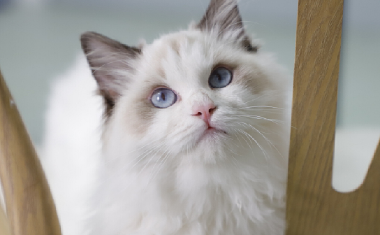 猫的头七有什么讲究