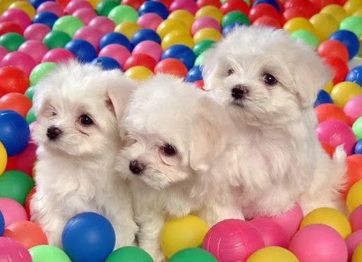 卷毛比熊犬资料及图片，卷毛比熊犬多少钱