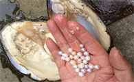 天然河蚌有珍珠吗