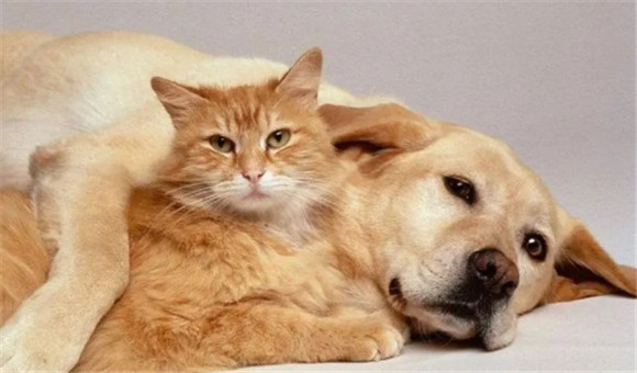 猫跟狗可以产生后代吗