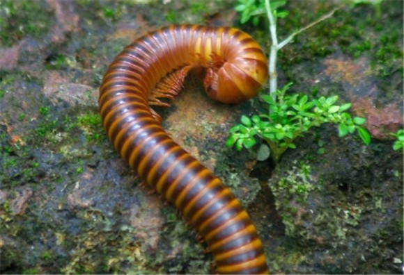 其它有害生物之马陆防治 其它有害生物之马陆防治