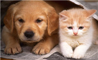 猫吃不出甜味？那为什么还总跟人抢饭吃！