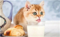 猫喝纯牛奶和羊奶的区别