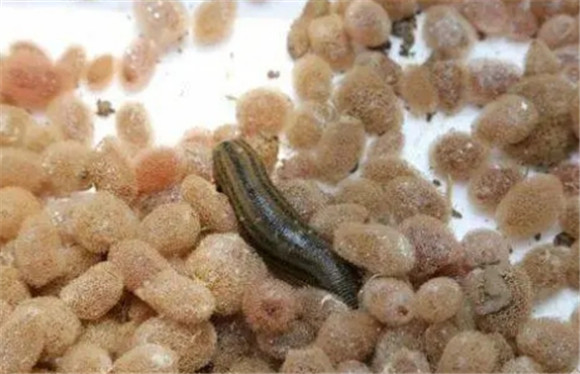 蚂蝗有什么用处