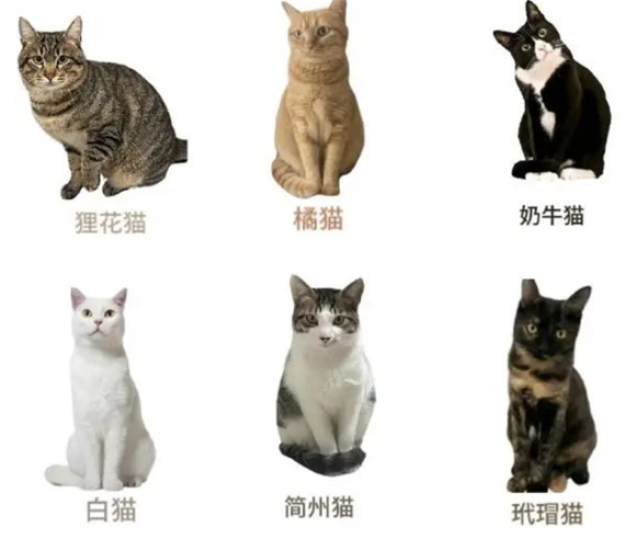 养猫需谨慎:深入解析12种热门猫咪的优缺点 养猫需谨慎:深入解析12种热门猫咪的优缺点