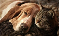 猫和狗会产生爱情吗