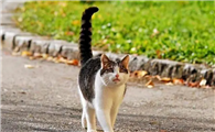 猫抖尾巴是怎么回事