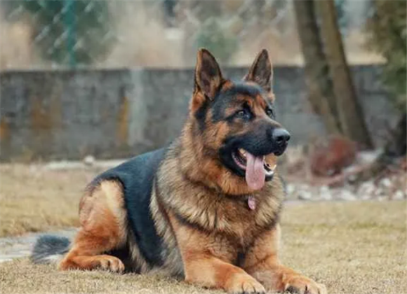 探秘德牧:一窥这个受人喜爱的犬种的魅力 探秘德牧:一窥这个受人喜爱的犬种的魅力
