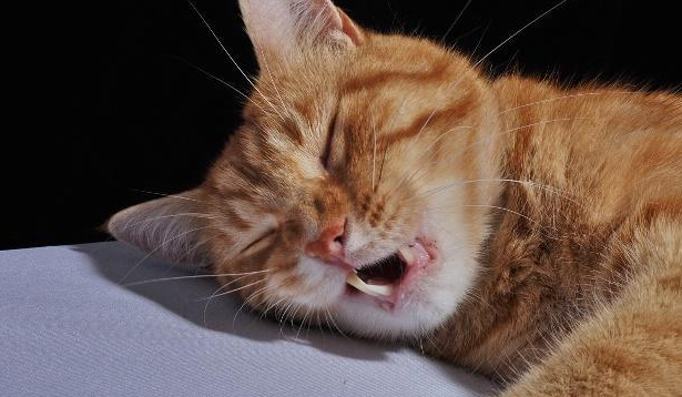 猫呼吸急促还呼哧呼哧的呼哧呼哧