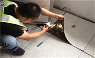 白蚁怎么灭治