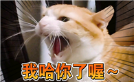 猫哈人是什么意思