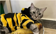 猫的一岁等于人的几岁