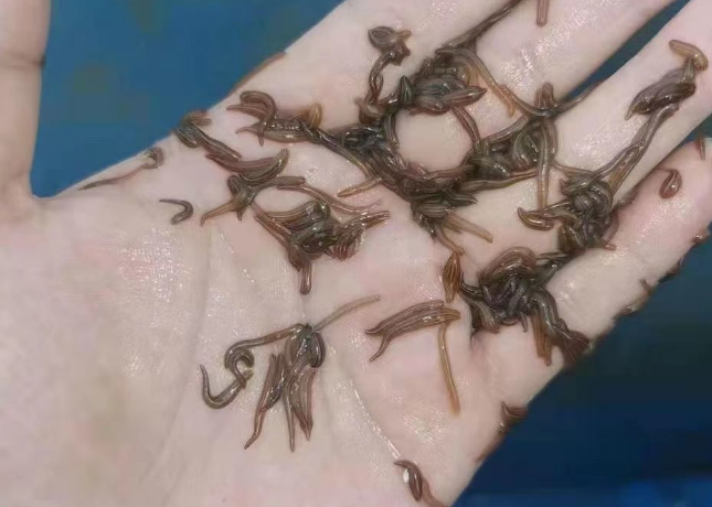 水蛭种苗价格一斤