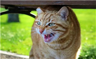 猫反感你的表现