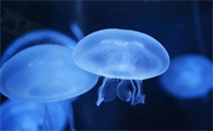水母的嘴长在哪