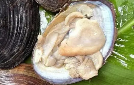 怎样清理河蚌